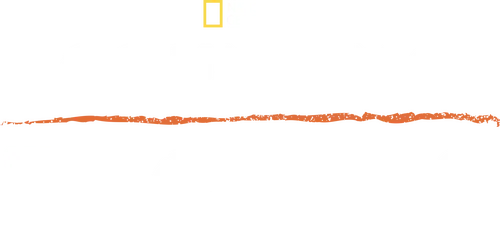 Counting Tigers